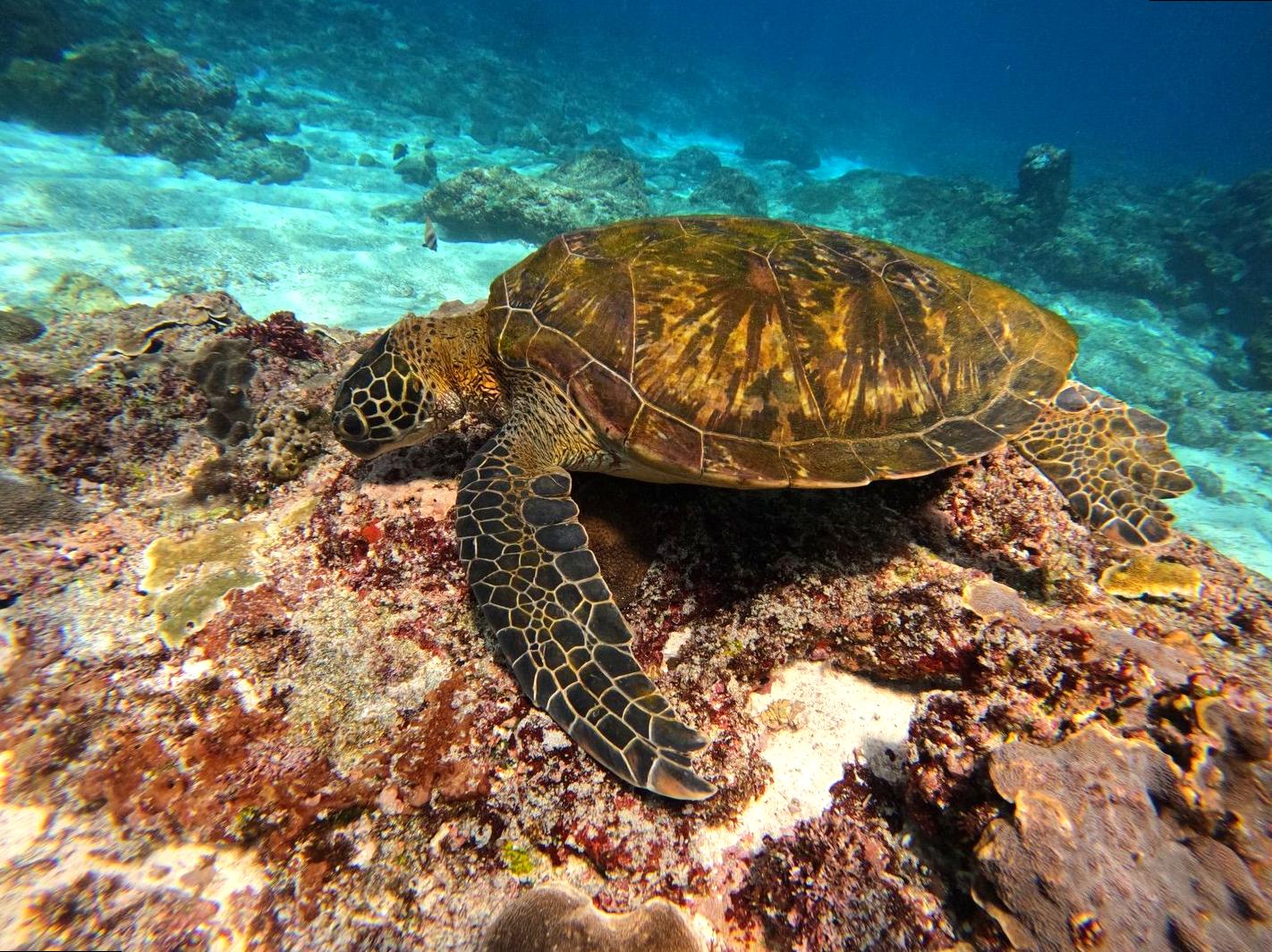 Improving Skills in Underwater Photography with Expert Training