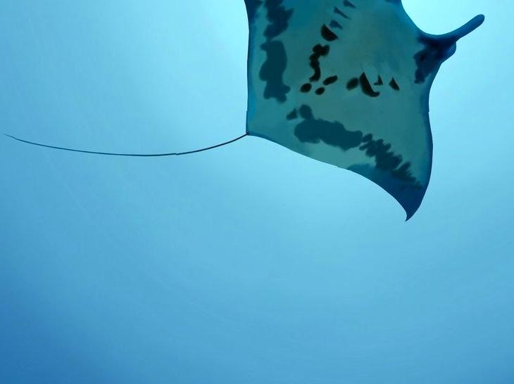 Enhancing Underwater Photography Techniques with Comprehensive Courses