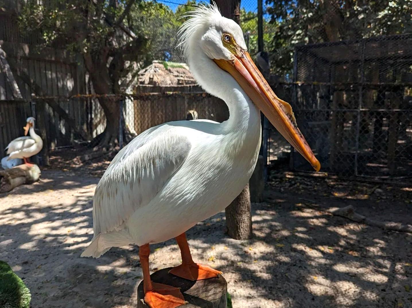 Uncovering Wildlife at a Sanctuary for Seabirds