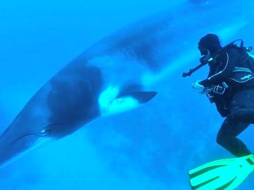 Unforgettable encounters: swimming alongside Dwarf Minke Whales.