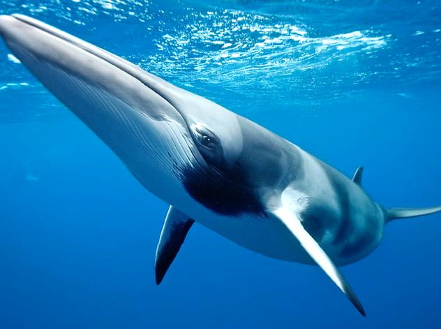 Experience the magic of swimming with Dwarf Minke Whales.
