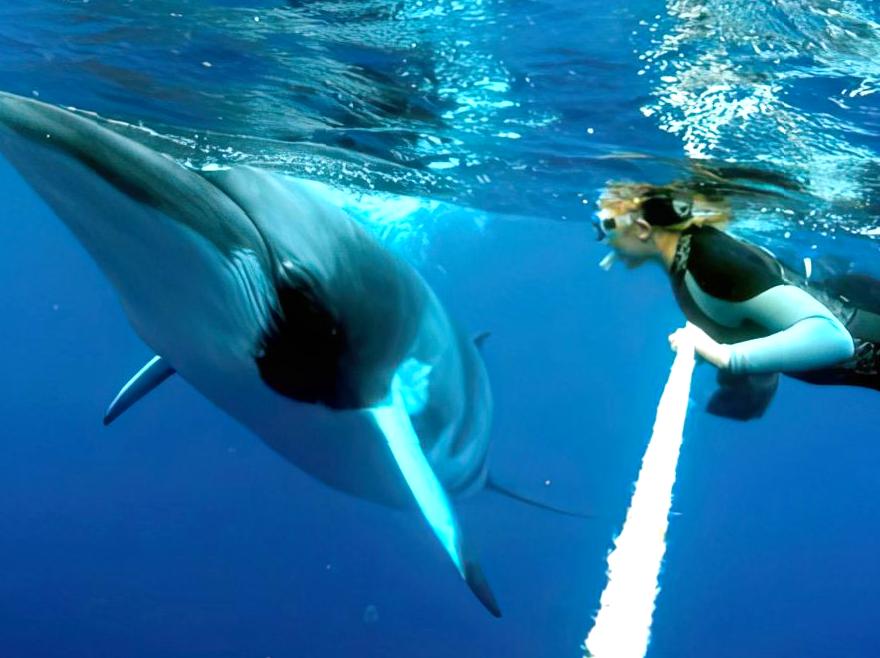 Explore the ocean: swim with Dwarf Minke Whales.