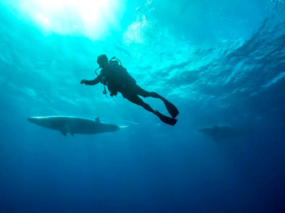 A unique adventure: swimming with Dwarf Minke Whales.