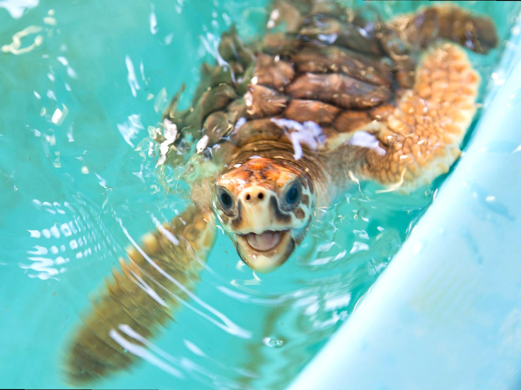 Discovering a Sea Turtle Rehabilitation Center