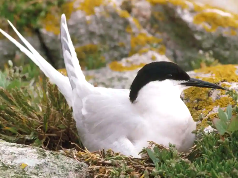 Discovering Nature in a Seabird Preserve